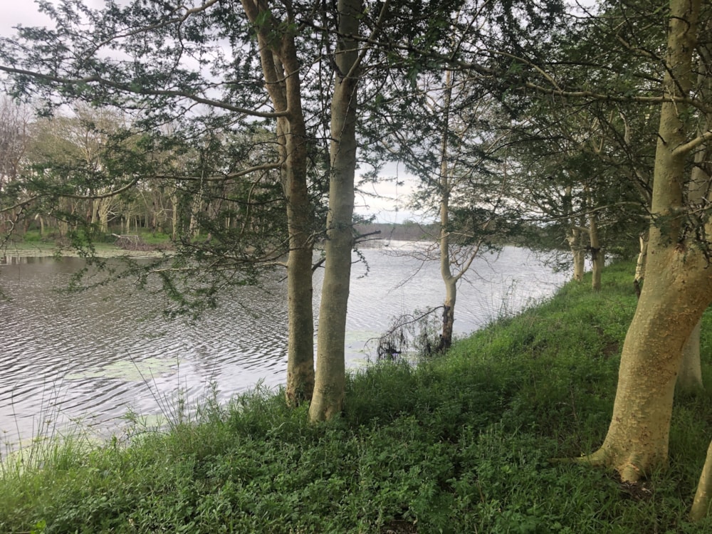 Farm vacant land for investment in Catembe, Mozambique - 3MQ1594522