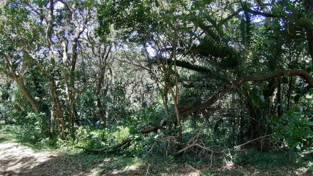 Vacant land for sale in Pumula - 1PSH1711197