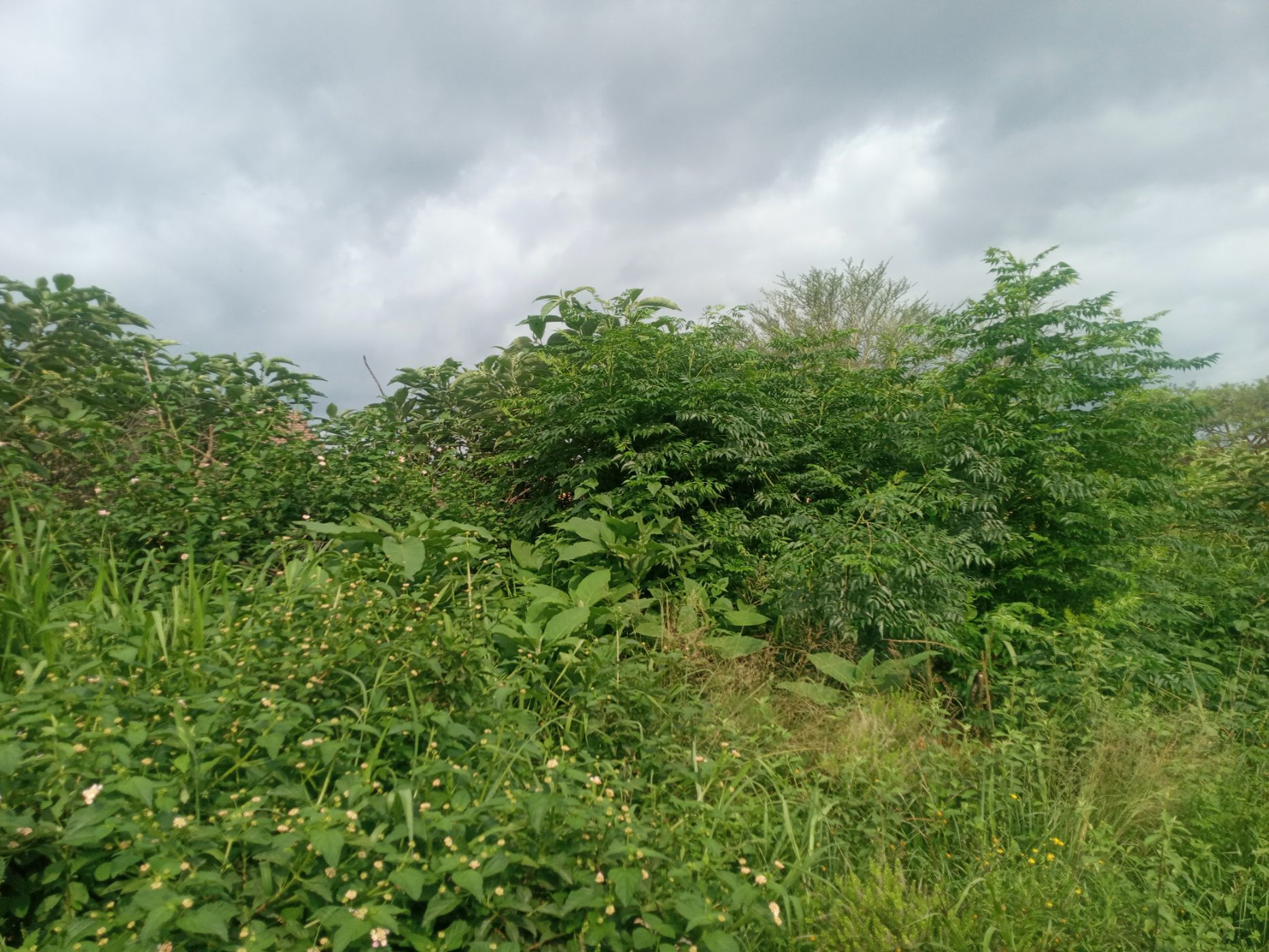 Residential vacant land for sale in Kamagugu - 1NS1595886