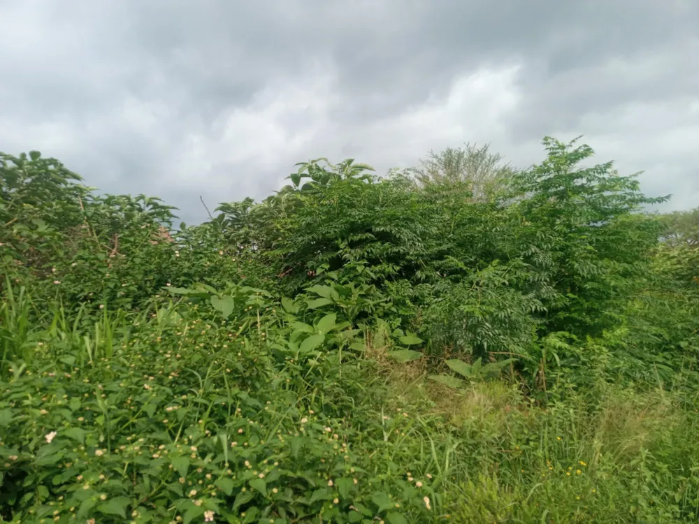 Residential vacant land for sale in Kamagugu - 1NS1595886 Residential vacant land for sale in Kamagugu - 1NS1595886
