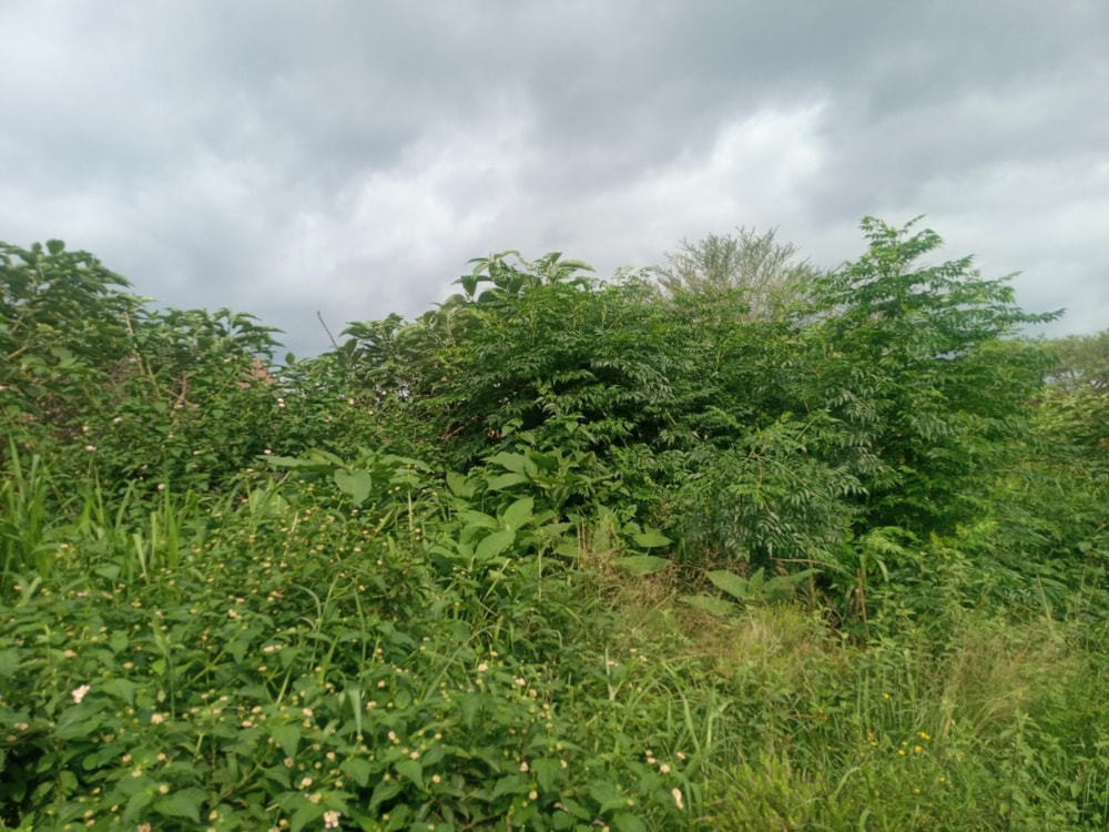 Residential vacant land for sale in Kamagugu - 1NS1595886
