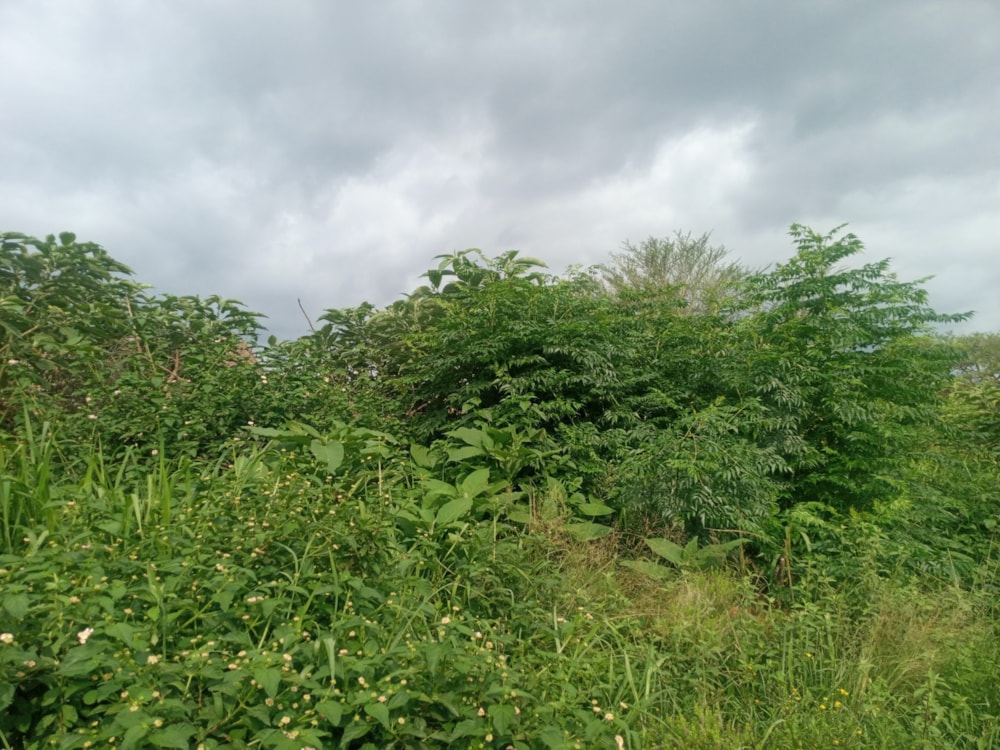 Residential vacant land for sale in Kamagugu - 1NS1595886