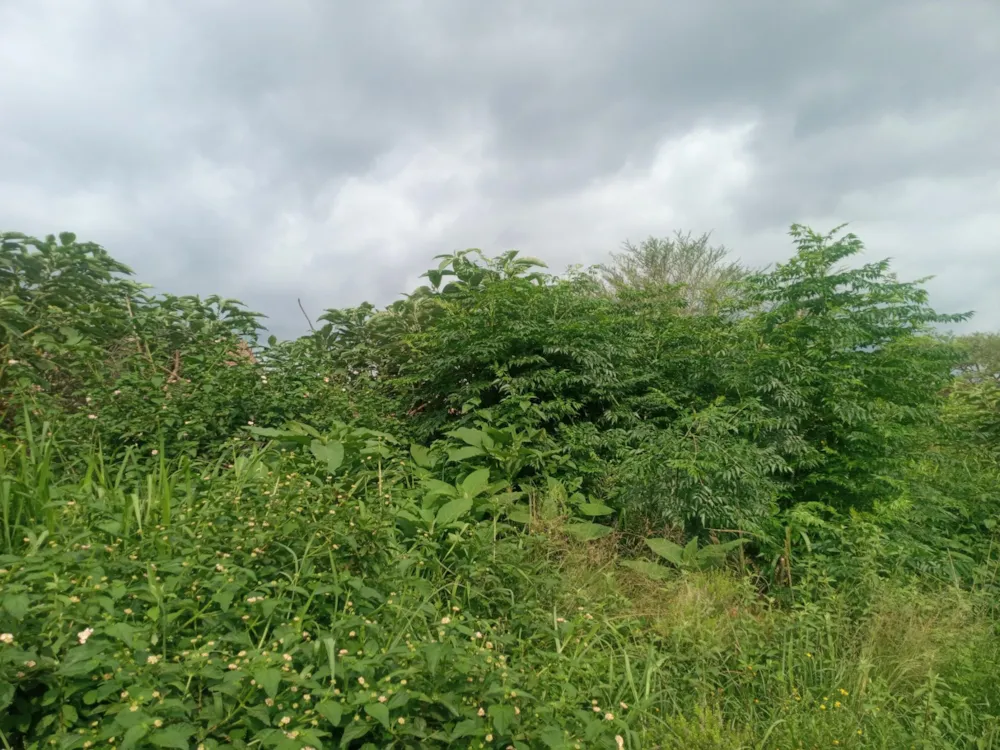 Residential vacant land for sale in Kamagugu - 1NS1595886 Residential vacant land for sale in Kamagugu - 1NS1595886