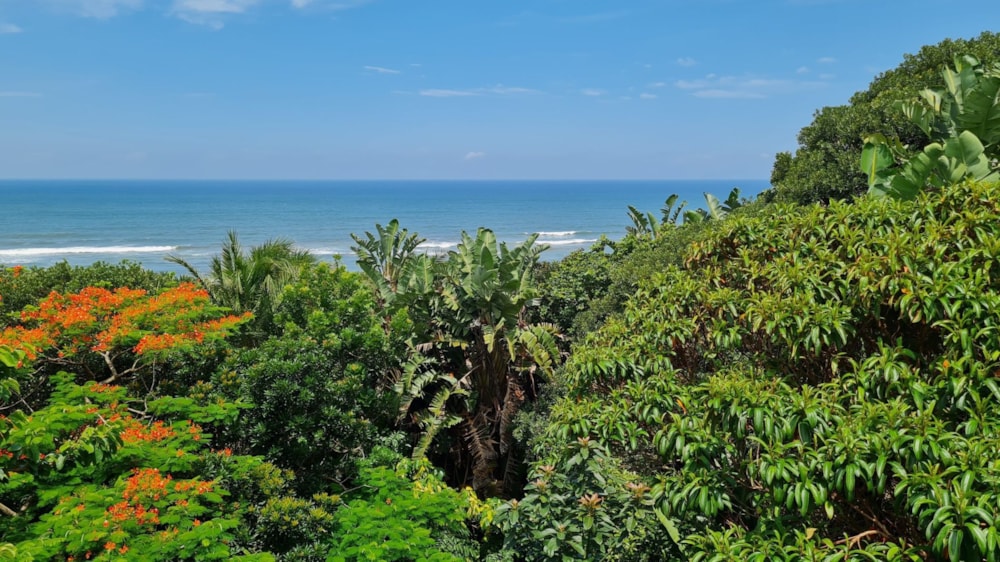 House for sale in Palm Beach - 1PD1595843