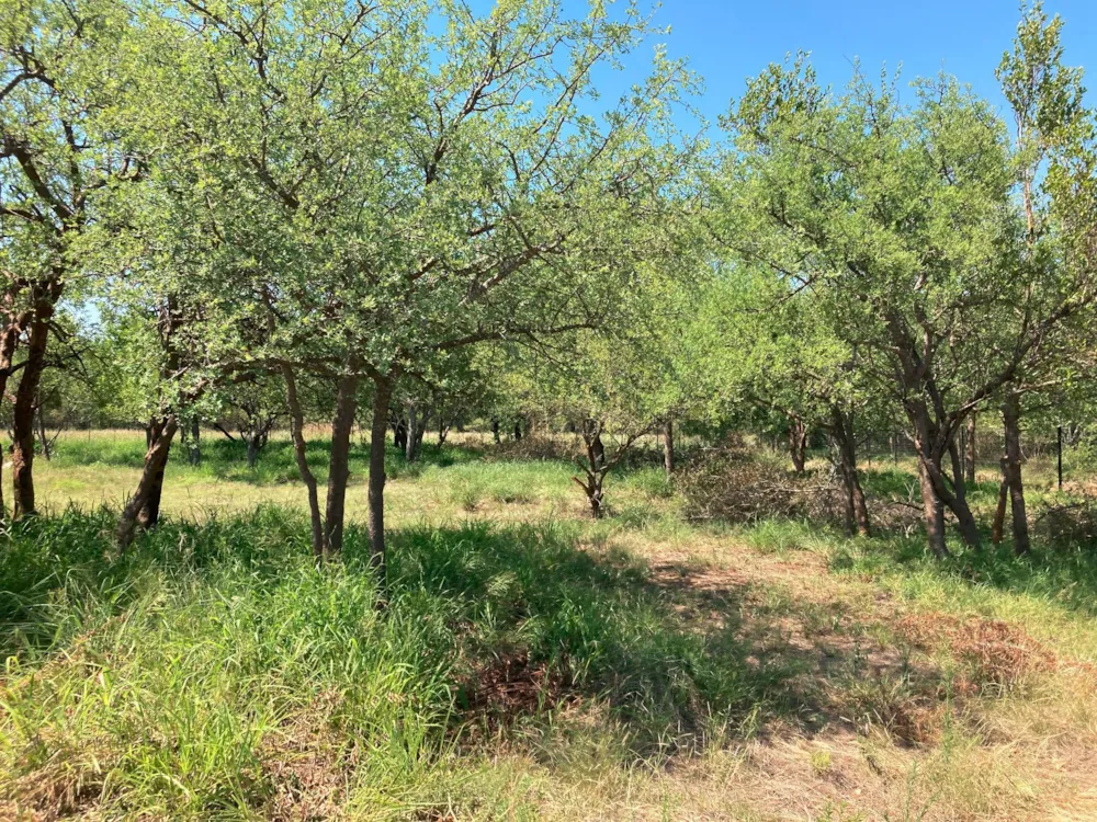 Commercial vacant land for sale in Zandspruit Boulevard - 1HS1720057
