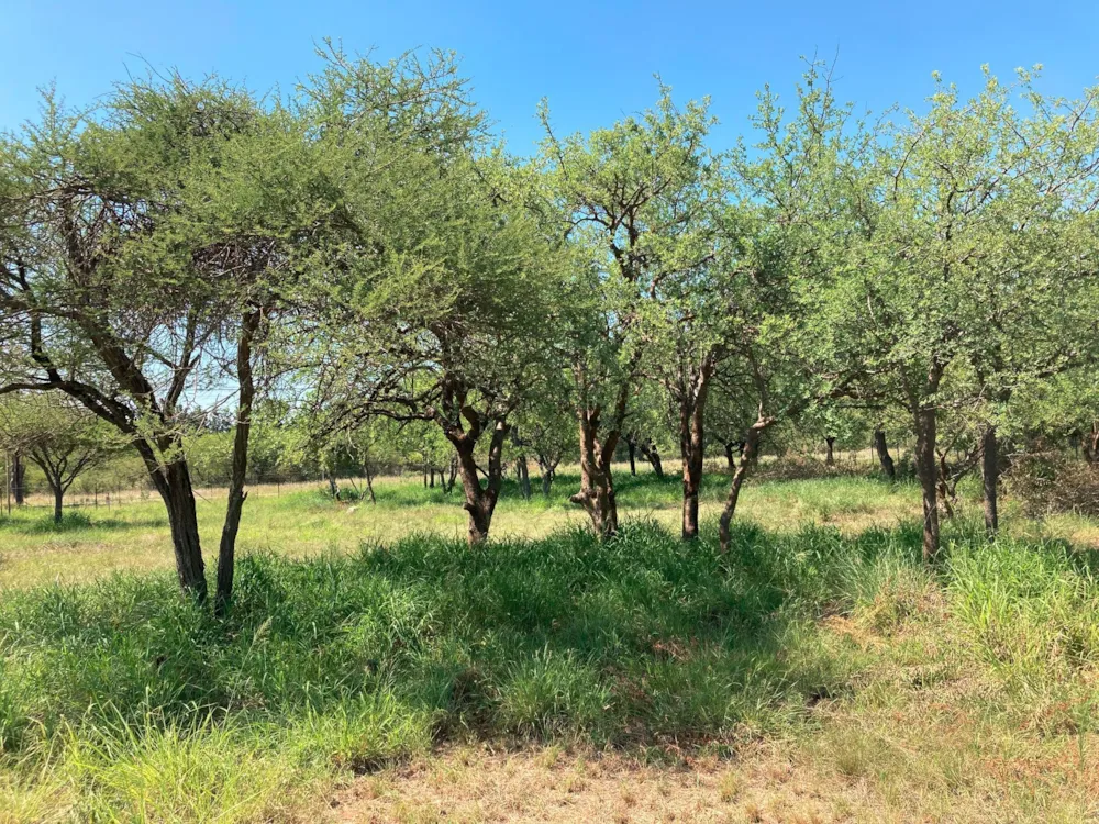 Commercial vacant land for sale in Zandspruit Boulevard - 1HS1720057