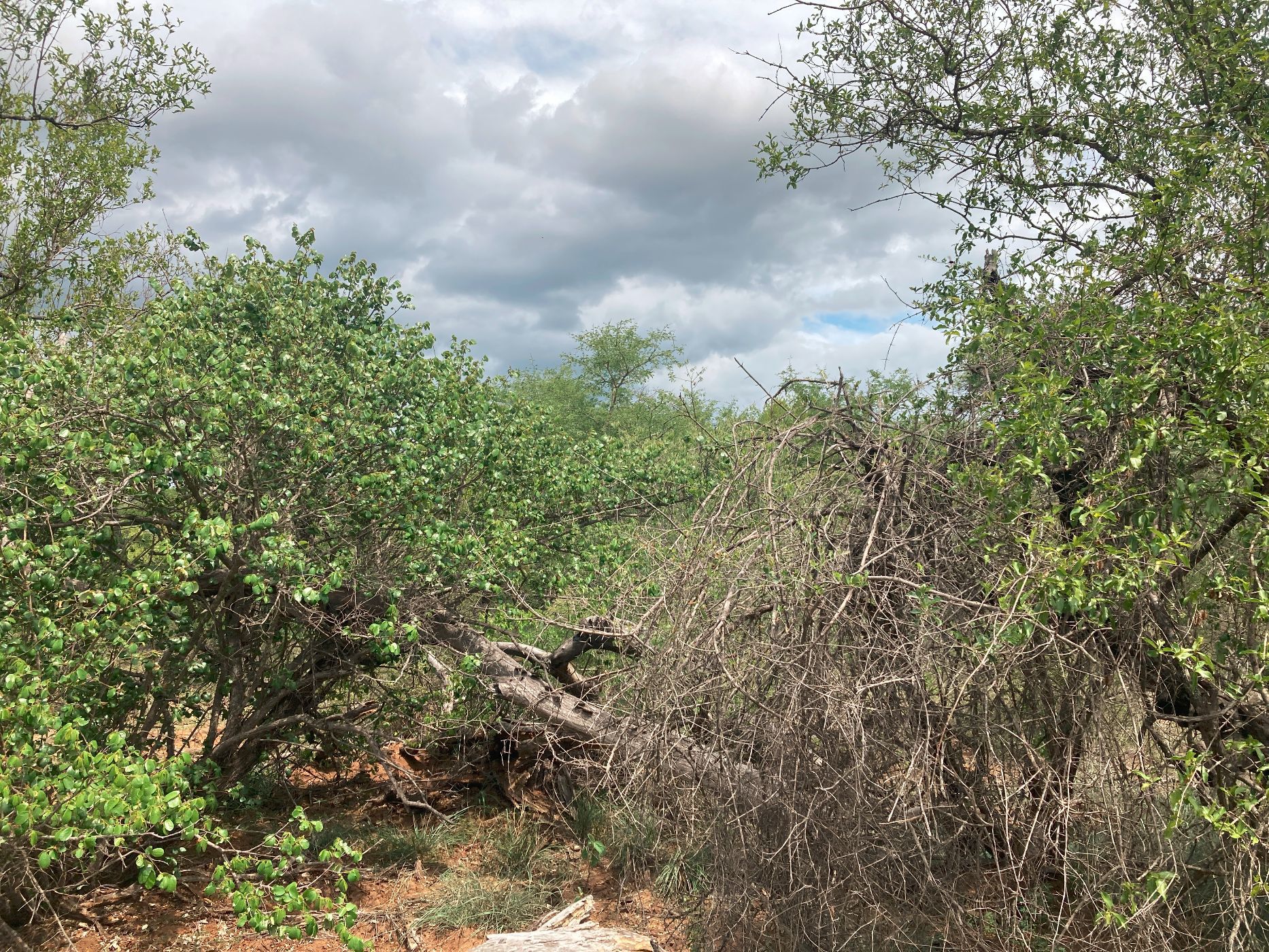 Vacant land for sale in Moditlo Nature Reserve - 1HS1639208