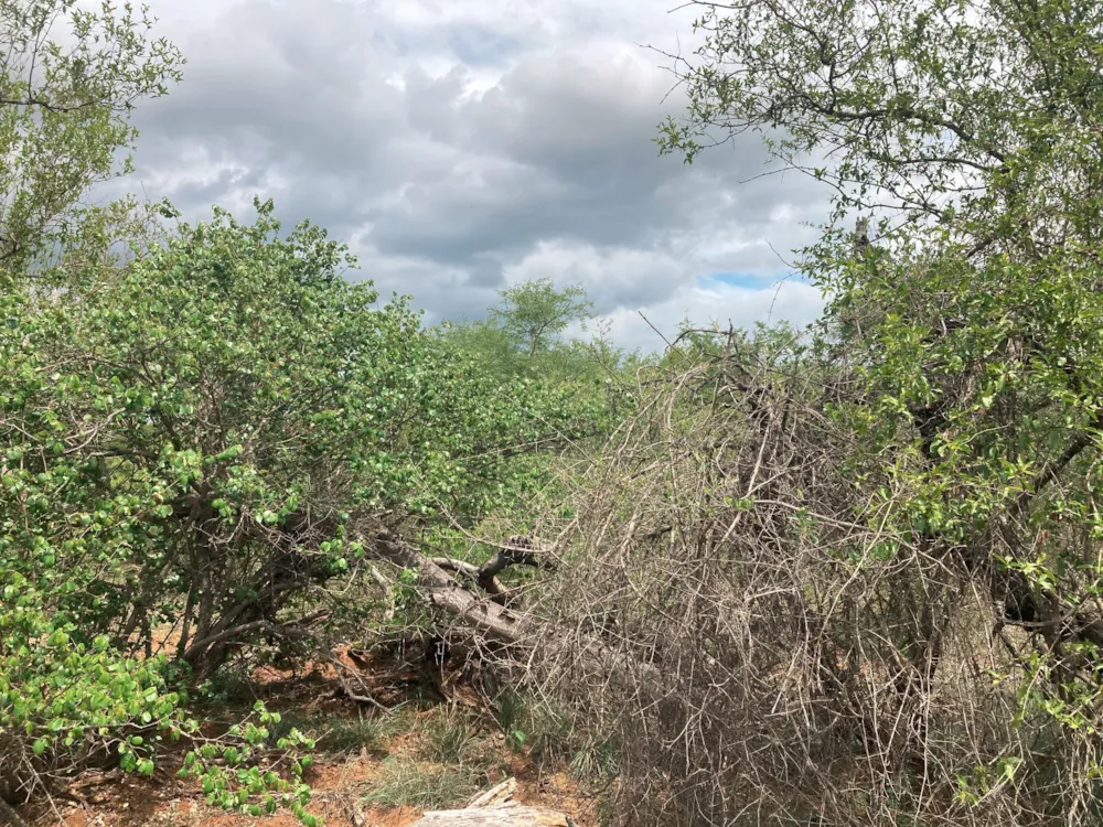 Vacant land for sale in Moditlo Nature Reserve - 1HS1639208