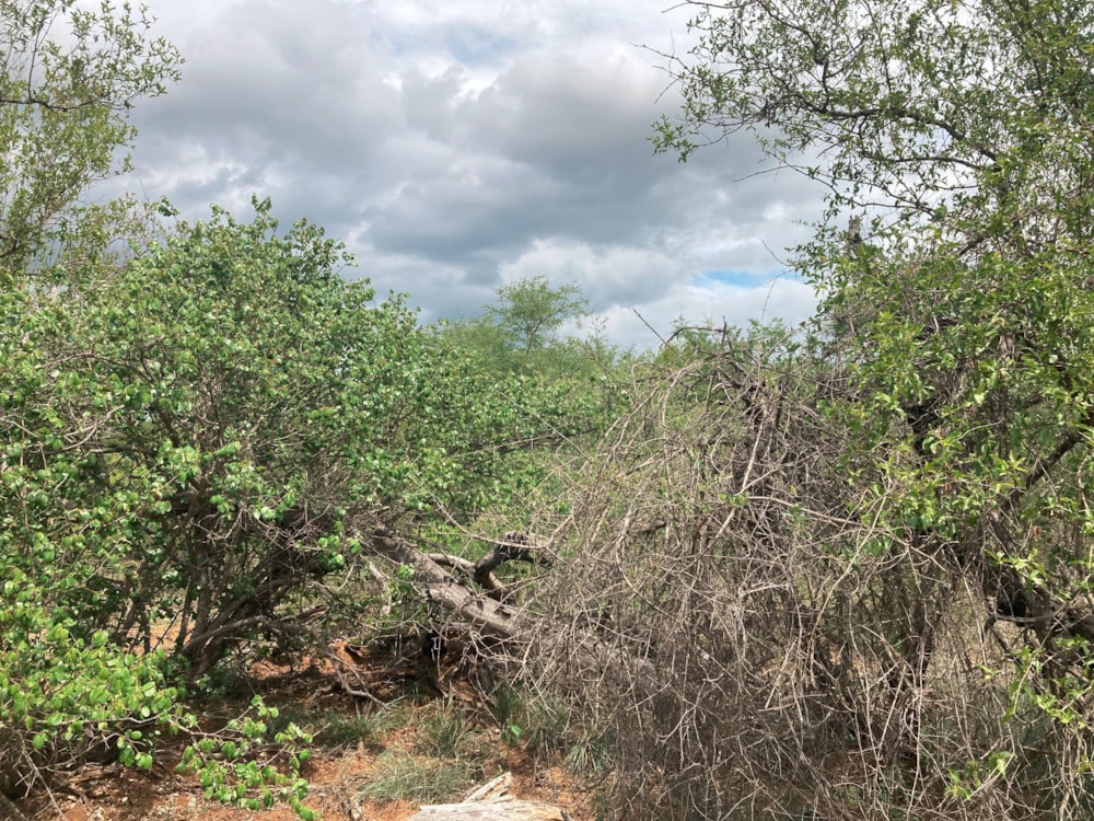 Vacant land for sale in Moditlo Nature Reserve - 1HS1639208 Vacant land for sale in Moditlo Nature Reserve - 1HS1639208