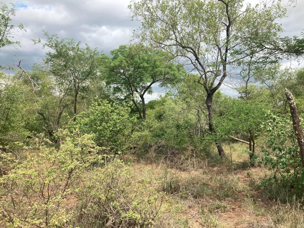 Vacant land for sale in Moditlo Nature Reserve - 1HS1639208