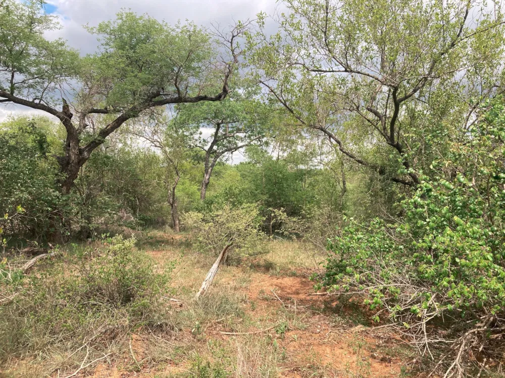 Vacant land for sale in Moditlo Nature Reserve - 1HS1639208