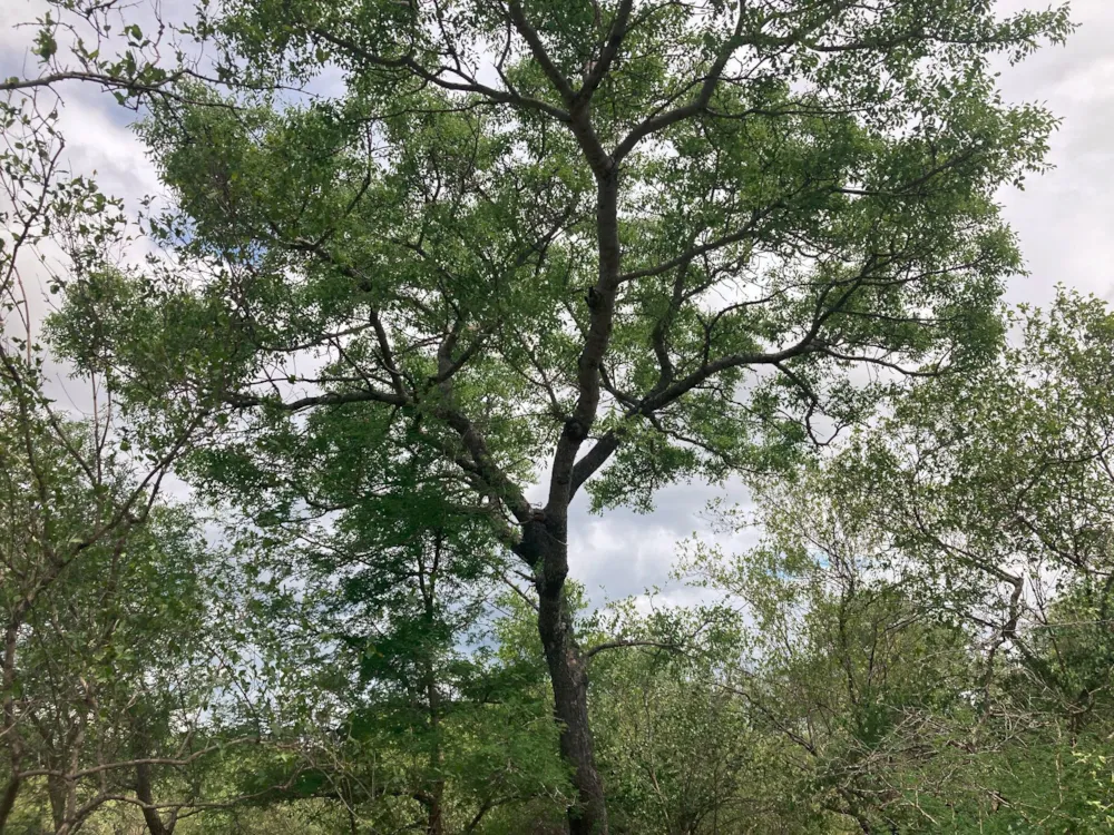 Vacant land for sale in Moditlo Nature Reserve - 1HS1639208
