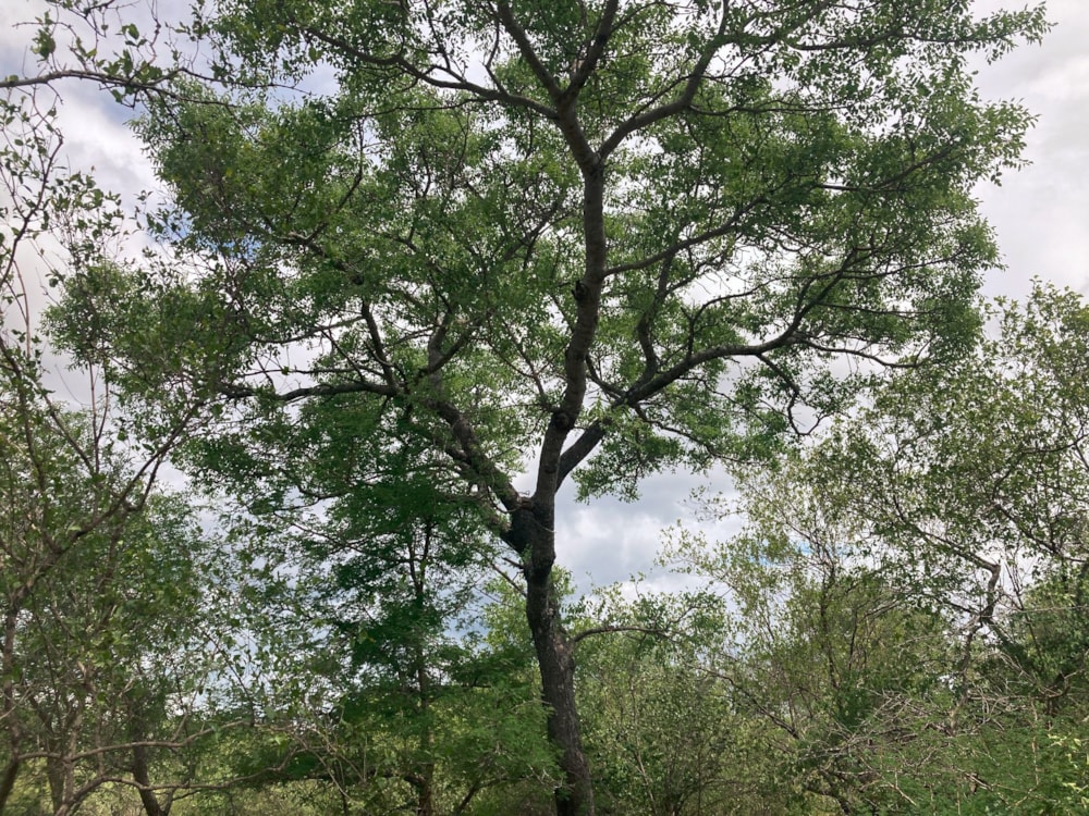 Vacant land for sale in Moditlo Nature Reserve - 1HS1639208 Vacant land for sale in Moditlo Nature Reserve - 1HS1639208