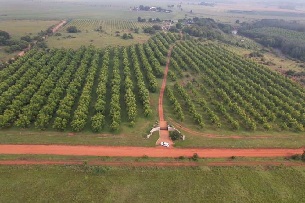 Nut farm for sale in Bronkhorstspruit - PRN1455878