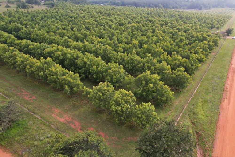 Nut farm for sale in Bronkhorstspruit - PRN1455878