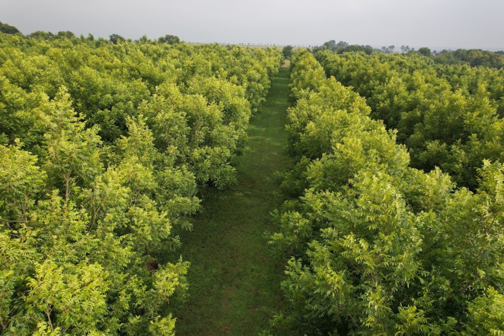 Nut farm for sale in Bronkhorstspruit - PRN1455878