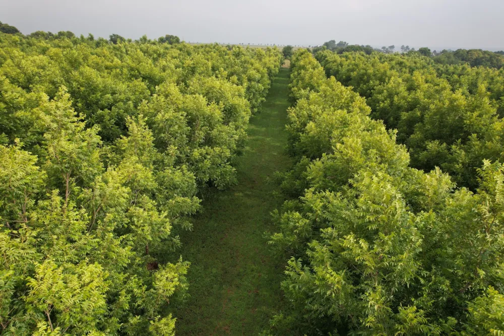 Nut farm for sale in Bronkhorstspruit - PRN1455878 Nut farm for sale in Bronkhorstspruit - PRN1455878