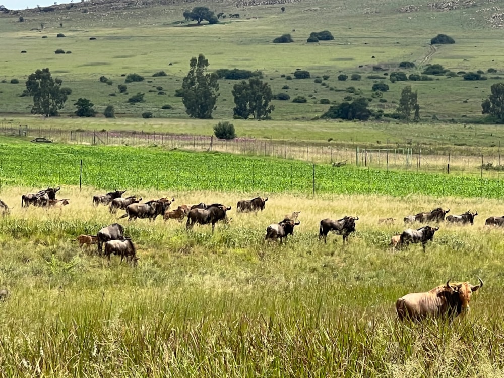 Vacant land for sale in Bronkhorstbaai - PRN1539999