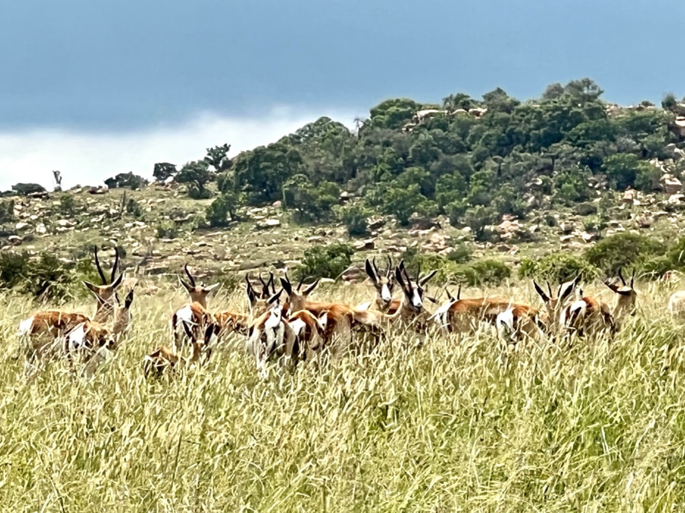 Residential vacant land for sale in Bronkhorstbaai - PRN1540500