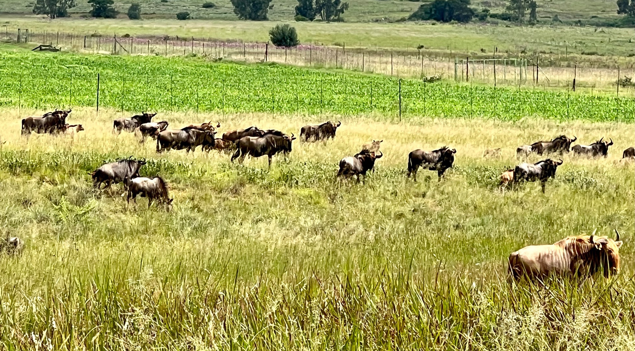 Vacant land for sale in Bronkhorstbaai - PRN1540669