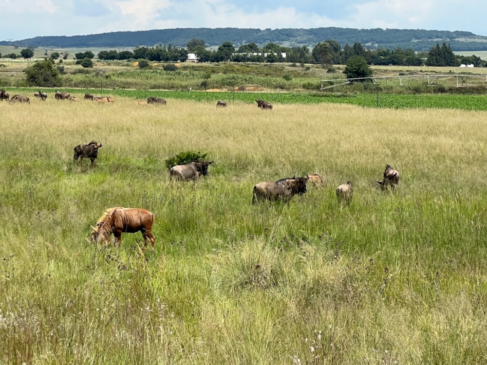 Vacant land for sale in Bronkhorstbaai - PRN1540671