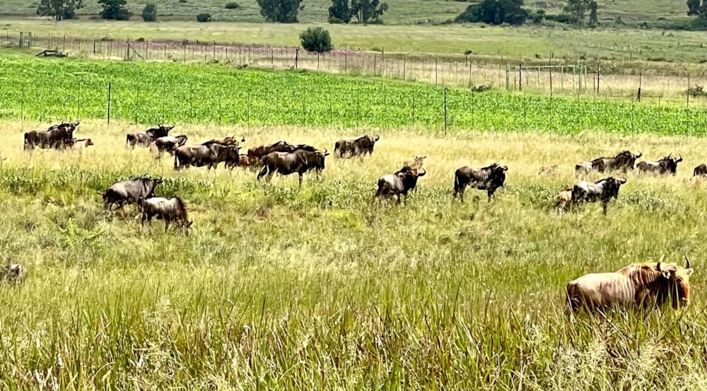 Vacant land for sale in Bronkhorstbaai - PRN1540676