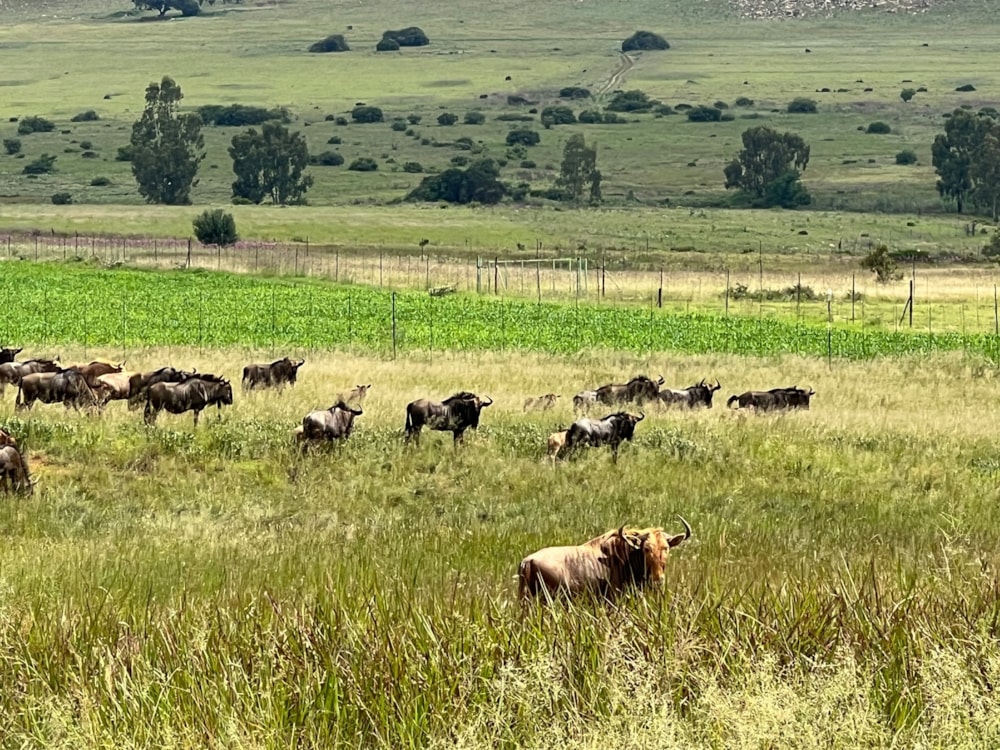 Vacant land for sale in Bronkhorstbaai - PRN1541384