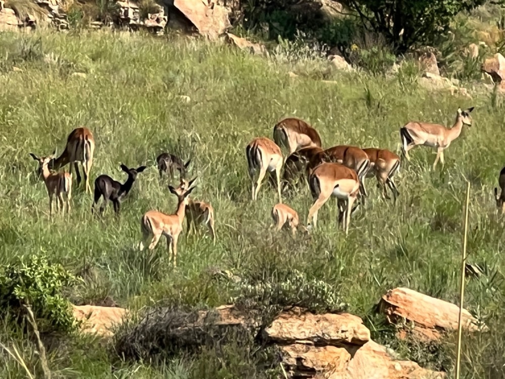 Vacant land for sale in Bronkhorstbaai - PRN1541395