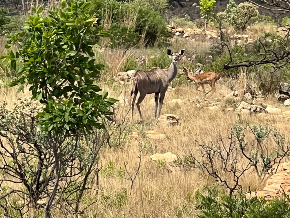 Vacant land for sale in Bronkhorstbaai - PRN1541395