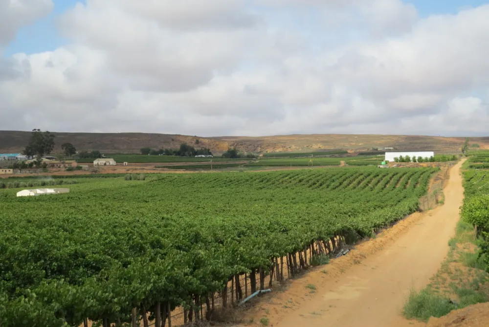 Wine farm for sale in Vredendal - 1NA1725200 Wine farm for sale in Vredendal - 1NA1725200