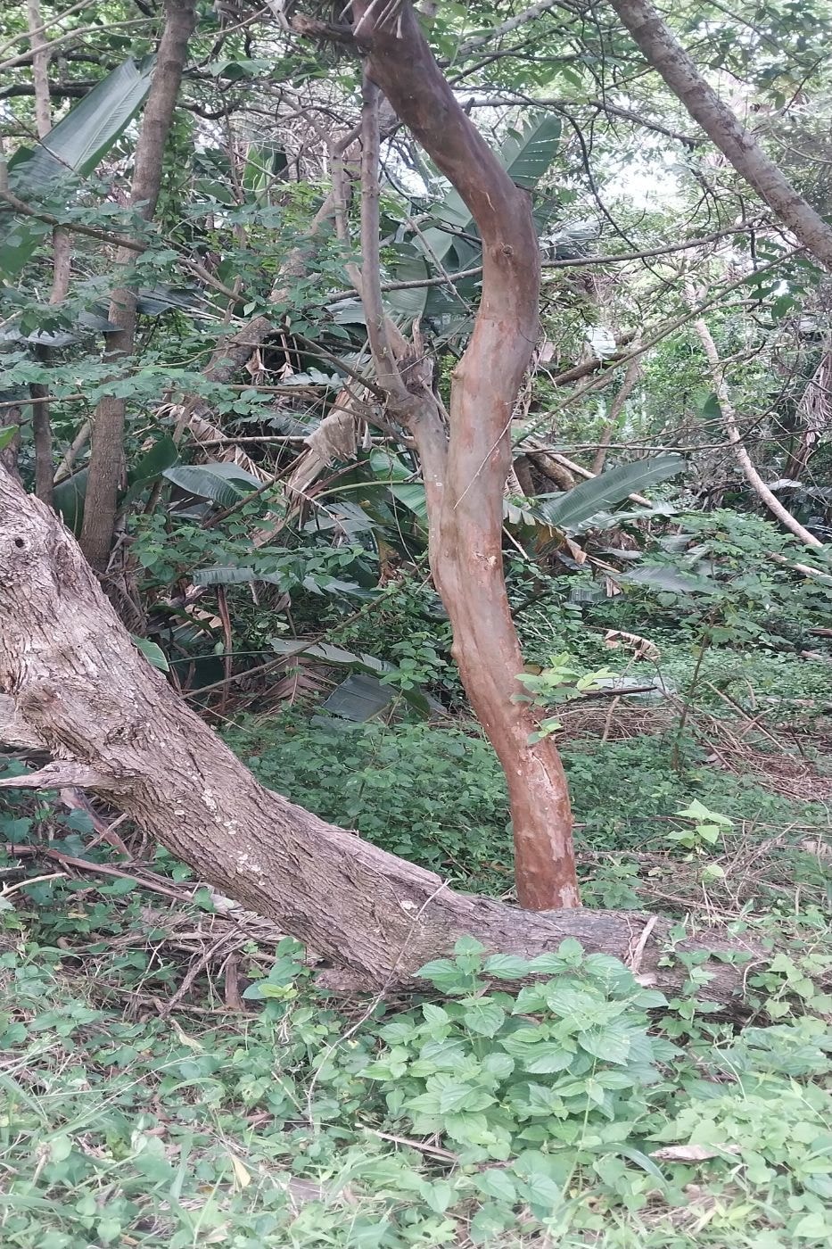 Vacant land for sale in Bazley - 1SI1598255