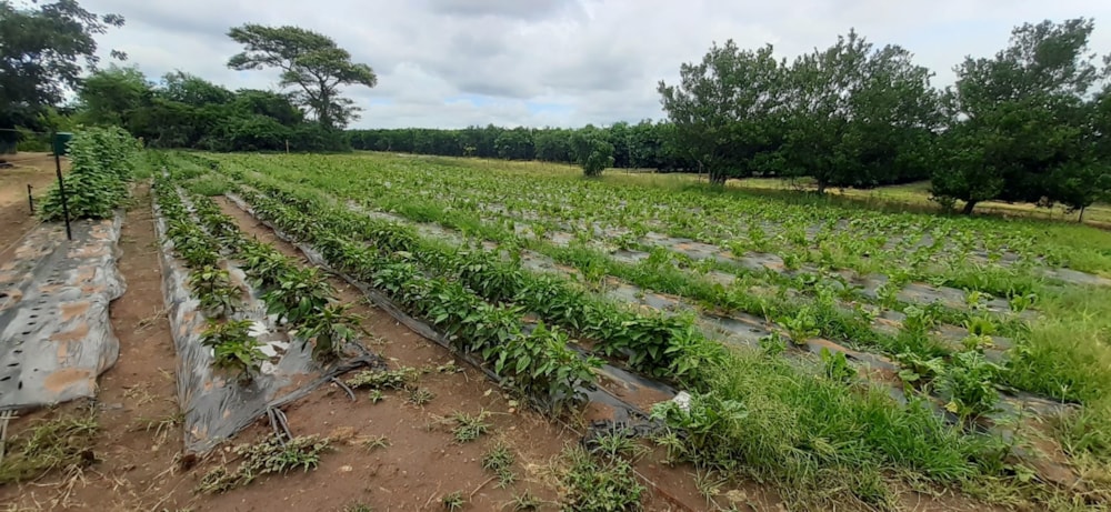 Lifestyle property for sale in Letsitele - 1TA1598565