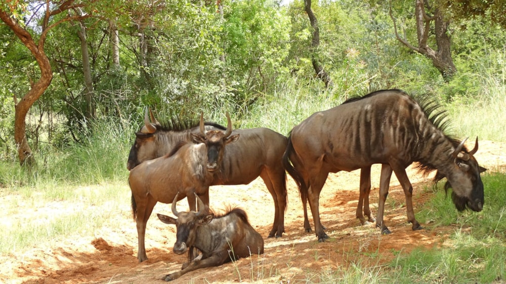 Golf estate house for sale in Zebula Golf Estate - 1MM1598581