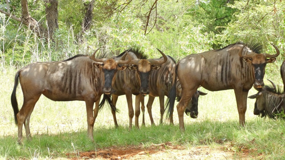 Golf estate house for sale in Zebula Golf Estate - 1MM1598581