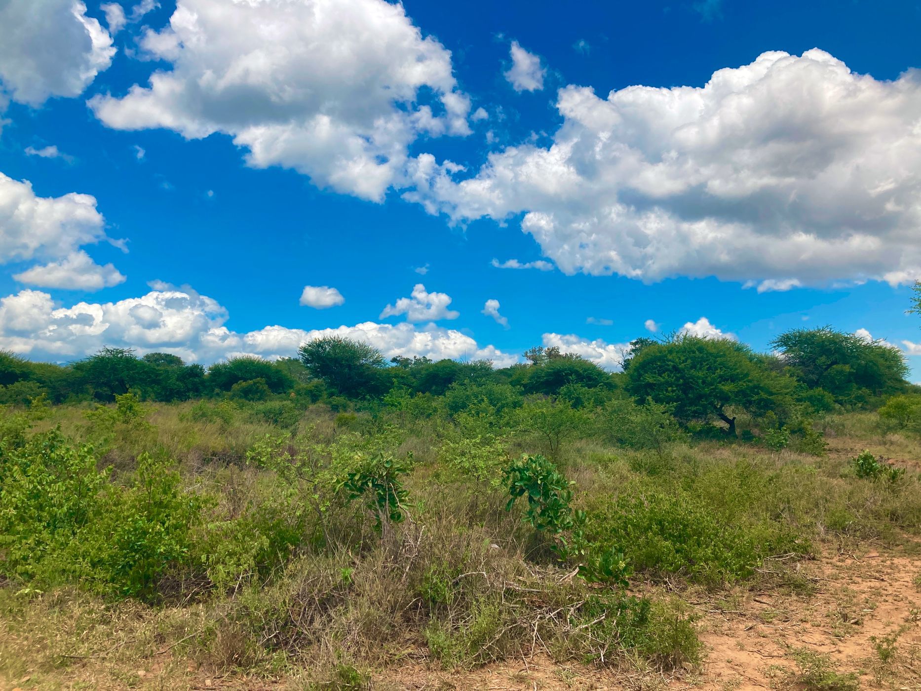 Vacant land for sale in Moditlo Nature Reserve - 1HS1639381