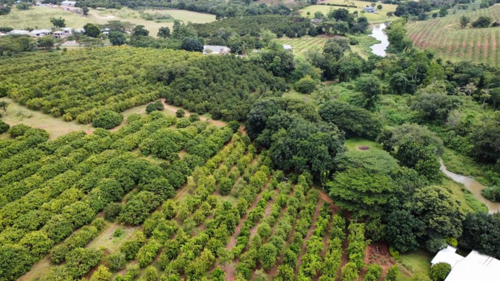 Smallholding for sale in Tzaneen, Limpopo Province - 1TA1658308