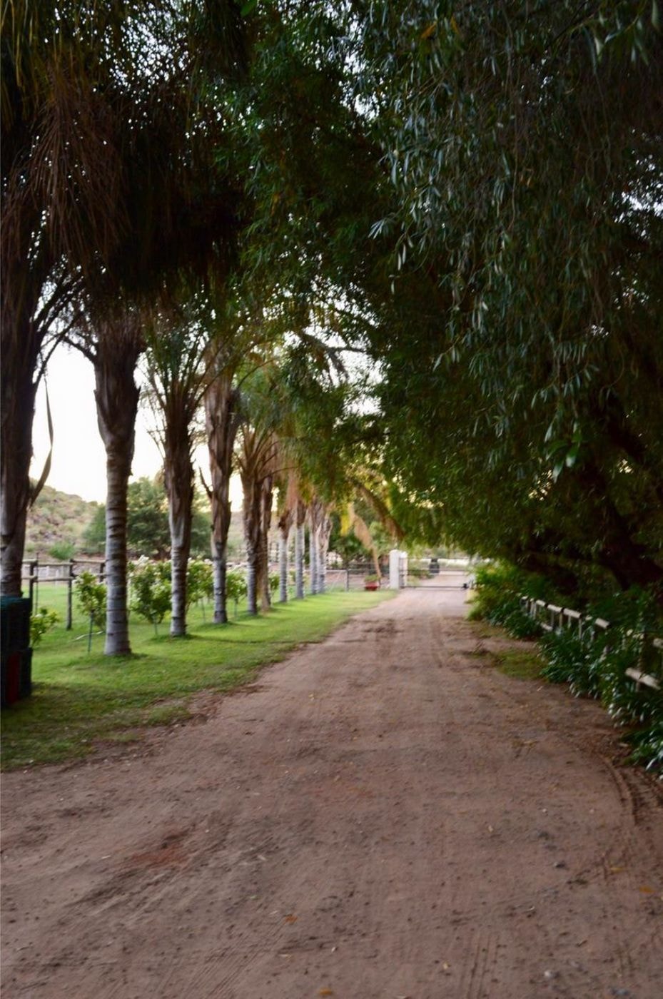 Fruit farm for sale in Keimoes - 1NA1600135 Fruit farm for sale in Keimoes - 1NA1600135