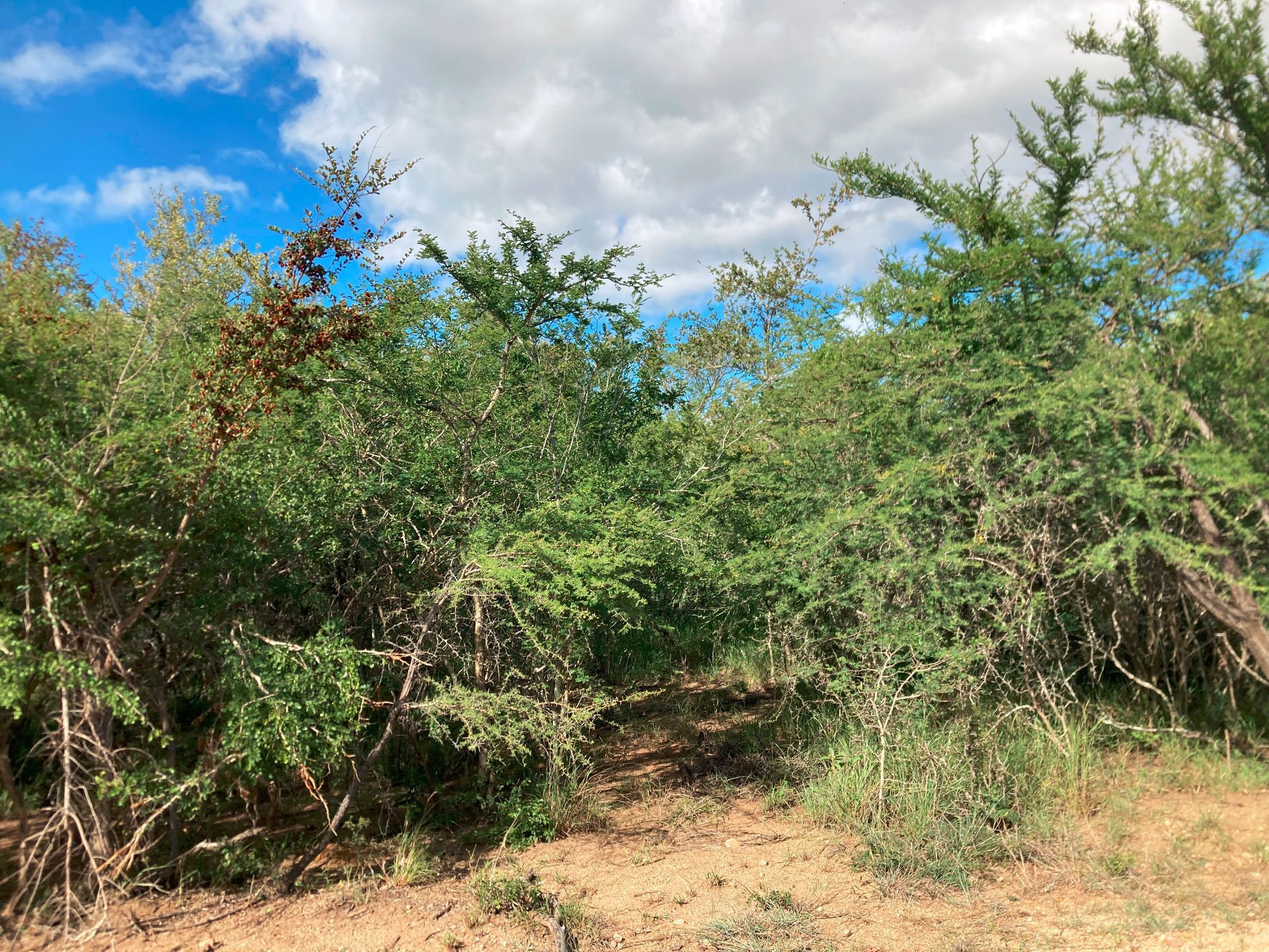 Vacant land for sale in Moditlo Nature Reserve - 1HS1639388