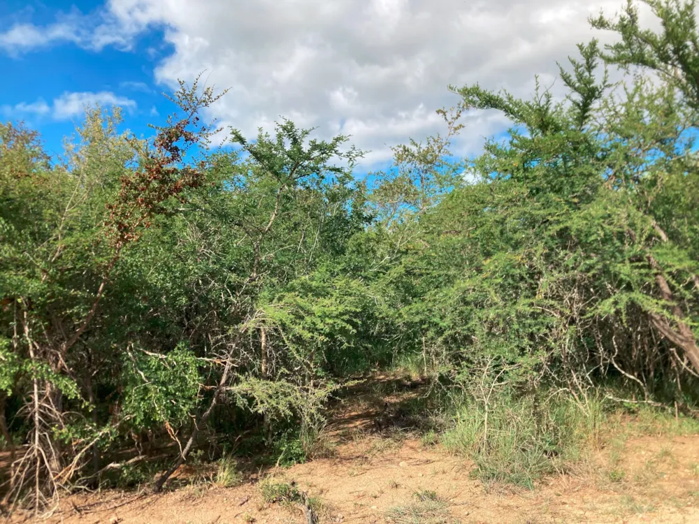 Vacant land for sale in Moditlo Nature Reserve - 1HS1639388