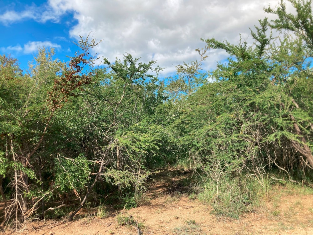 Vacant land for sale in Moditlo Nature Reserve - 1HS1639388 Vacant land for sale in Moditlo Nature Reserve - 1HS1639388