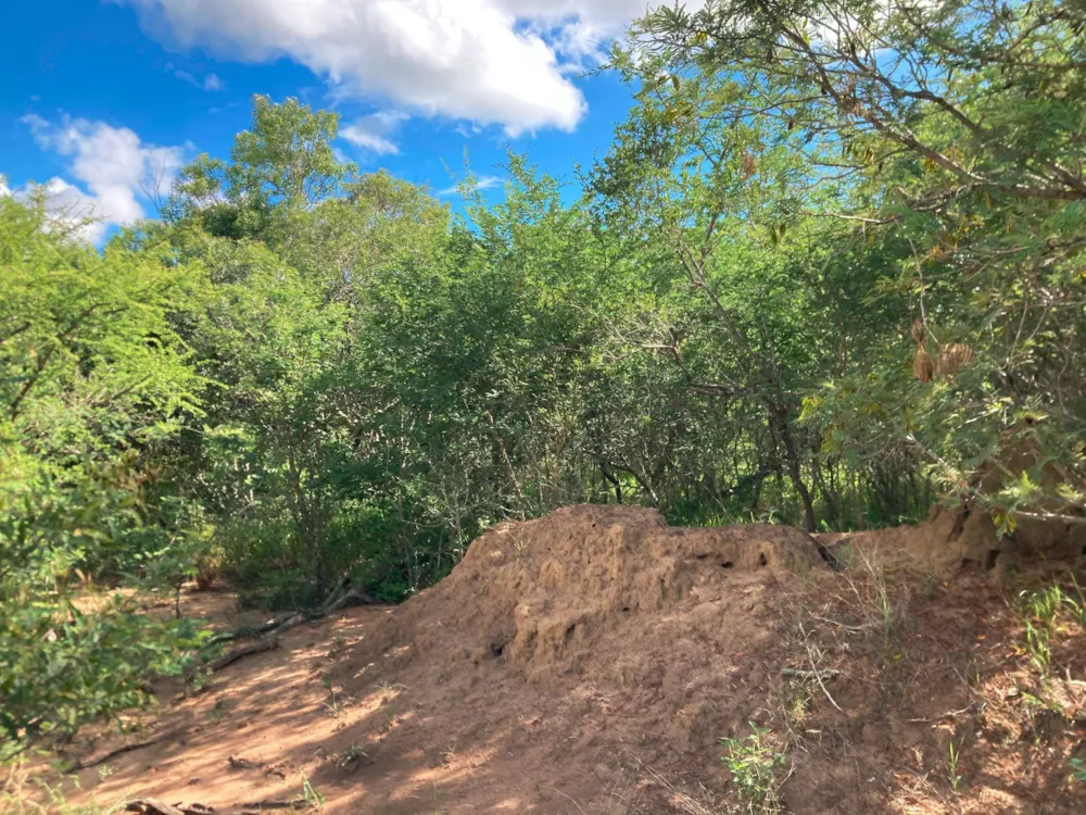 Vacant land for sale in Moditlo Nature Reserve - 1HS1639388