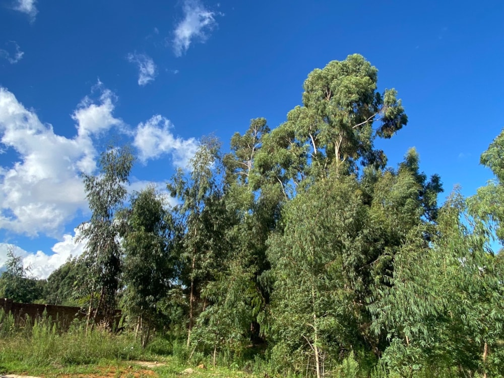 Vacant land for sale in Dullstroom - 1DS1676403 Vacant land for sale in Dullstroom - 1DS1676403