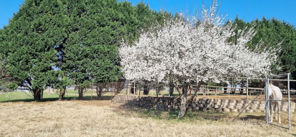 Smallholding for sale in Nottingham Road - 1PM1606517