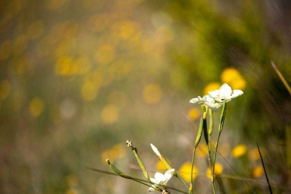 Vacant land sold in Welbedacht - 1KG1607187 Vacant land sold in Welbedacht - 1KG1607187