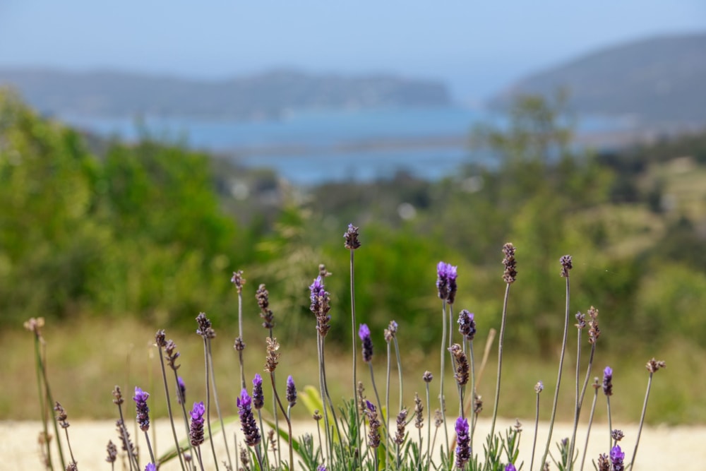 Vacant land sold in Welbedacht - 1KG1607187 Vacant land sold in Welbedacht - 1KG1607187