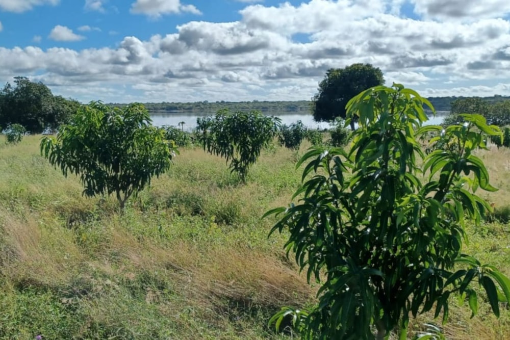 Fruit farm for sale in Vilanculos, Mozambique - 3MQ1607560