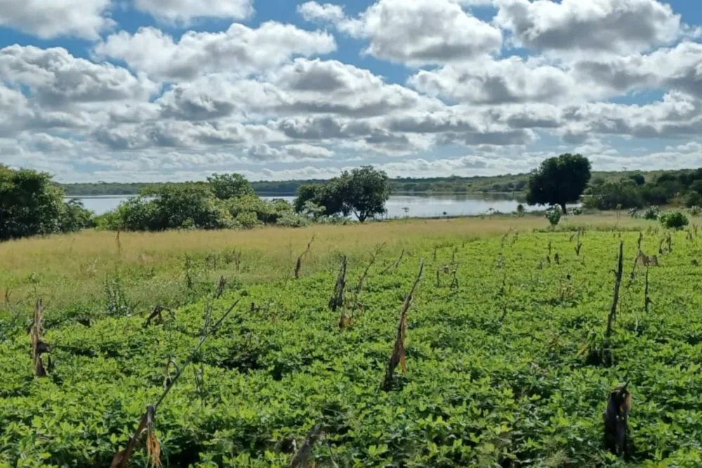 Fruit farm for sale in Vilanculos, Mozambique - 3MQ1607560