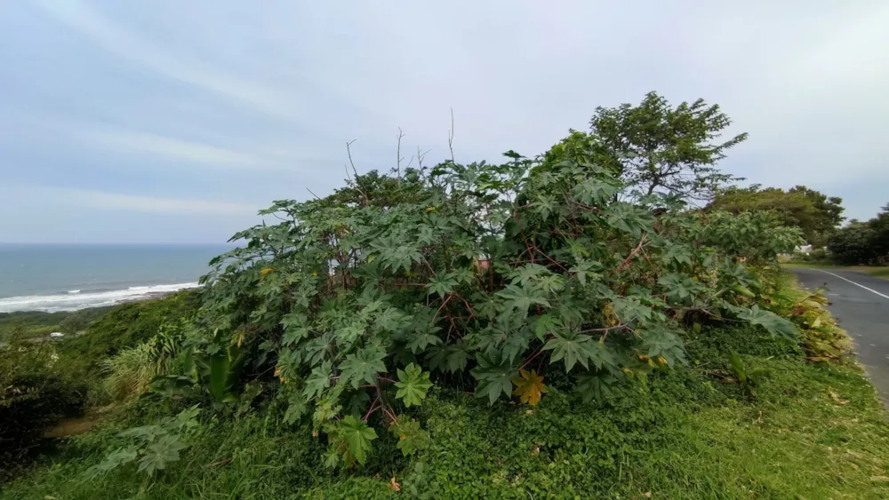 Vacant land for sale in Oslo Beach, Port Shepstone - 1PX1611805 Vacant land for sale in Oslo Beach, Port Shepstone - 1PX1611805