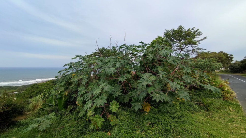 Vacant land for sale in Oslo Beach, Port Shepstone - 1PX1611805 Vacant land for sale in Oslo Beach, Port Shepstone - 1PX1611805