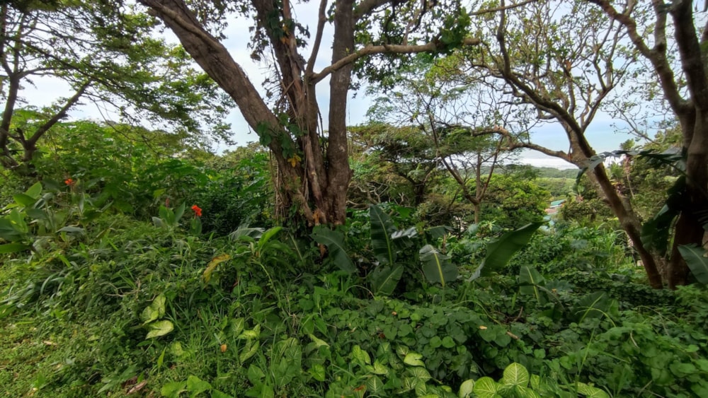 Vacant land for sale in Oslo Beach, Port Shepstone - 1PX1611805 Vacant land for sale in Oslo Beach, Port Shepstone - 1PX1611805